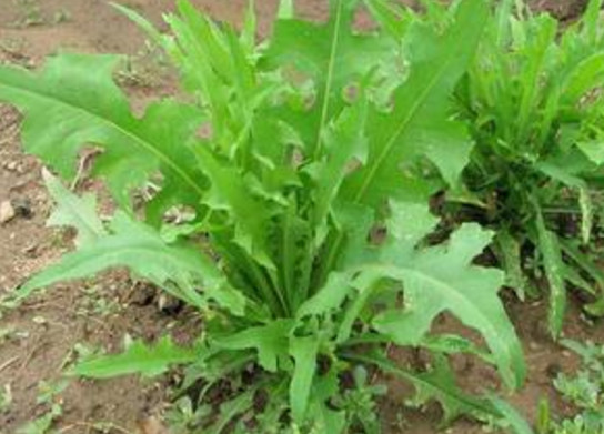 苦苦菜是什么菜？苦苦菜是苦苣嗎