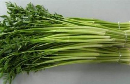 水芹菜是什么菜？水芹菜是野芹菜嗎