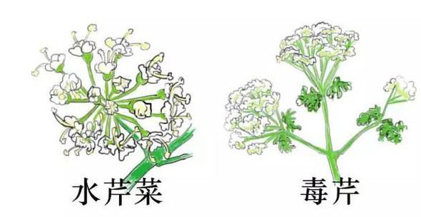 水芹菜有毒嗎？水芹菜有沒有毒