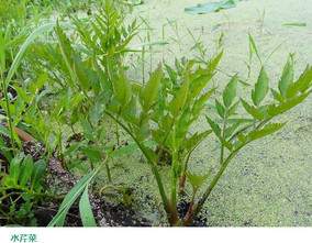 水芹菜和毒芹有哪些區(qū)別？水芹菜和毒芹圖片