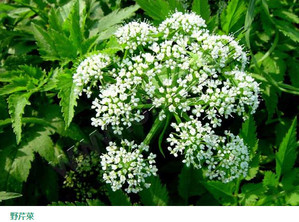 水芹菜和毒芹有哪些區(qū)別？水芹菜和毒芹圖片