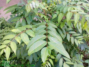 腌制的香椿能放多久？怎樣腌香椿放的時(shí)間長？