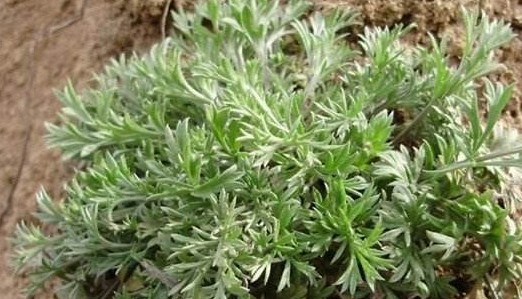 白蒿是茵陳嗎？白蒿與茵陳有什么區(qū)別