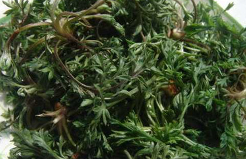 茵陳泡水喝有什么好處？茵陳泡水喝有什么功效與禁忌