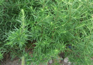 茵陳泡水喝有什么好處？茵陳泡水喝有什么功效與禁忌