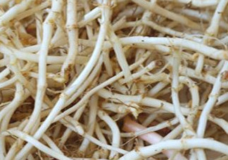 魚腥草根有什么作用？魚腥草根的功效與作用