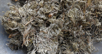 茵陳泡水喝有什么好處？茵陳泡水喝有什么功效與禁忌