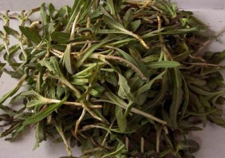 苦苦菜是什么菜？苦苦菜是苦苣嗎