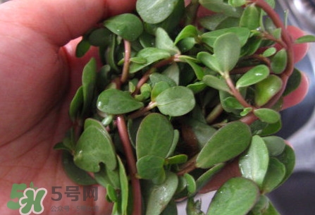 馬莧菜怎么吃？馬莧菜怎么做好吃