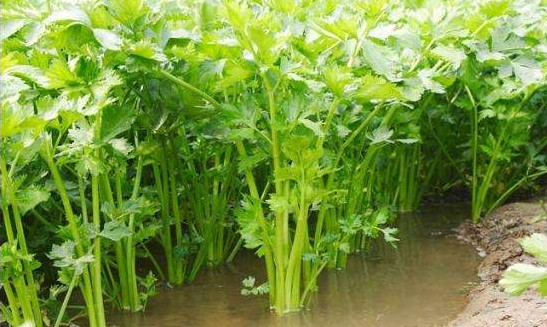 水芹菜有毒嗎？水芹菜有沒有毒
