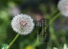 谷雨種什么菜？谷雨前后種什么蔬菜？