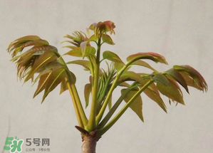 香椿紅的好還是綠的好？香椿紅色好還是綠色好？