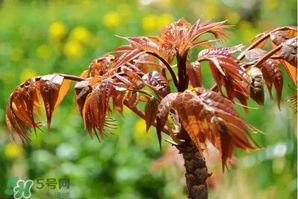 香椿紅的好還是綠的好？香椿紅色好還是綠色好？