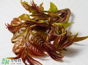 香椿有幾種？香椿哪種好？