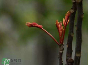 香椿有幾種？香椿哪種好？