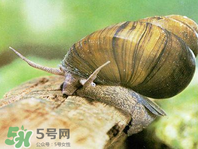 田螺可以凈化水質嗎？田螺能凈化水質嗎？