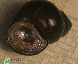 田螺死了能吃嗎？田螺剛死能吃嗎？