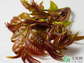 痛風(fēng)能吃香椿嗎？痛風(fēng)能吃香椿煎蛋嗎？