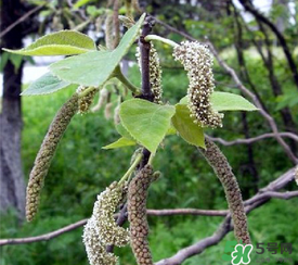 構(gòu)樹穗有什么作用？構(gòu)樹穗的作用