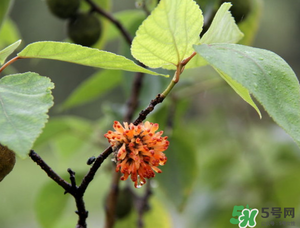 構(gòu)樹穗有什么作用？構(gòu)樹穗的作用