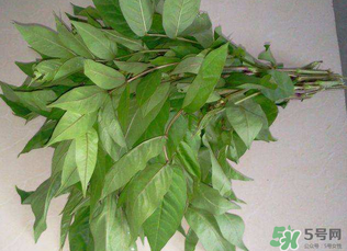 白花菜有什么功效？白花菜的功效是什么？