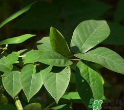 白花菜有什么功效？白花菜的功效是什么？