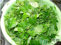 白花菜有什么功效？白花菜的功效是什么？