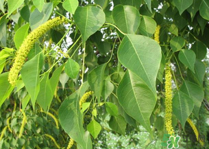 構(gòu)樹穗的營(yíng)養(yǎng)價(jià)值 構(gòu)樹穗有什么營(yíng)養(yǎng)價(jià)值？