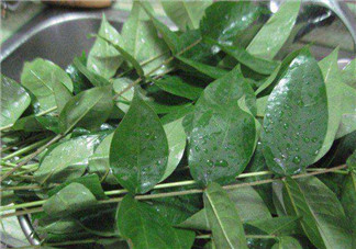 白花菜有什么功效？白花菜的功效是什么？