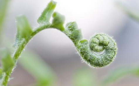 蕨菜到底能不能吃？山上的蕨菜能不能吃