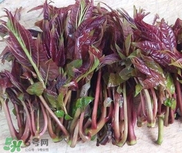 香椿芽怎么吃？新鮮香椿芽怎么吃