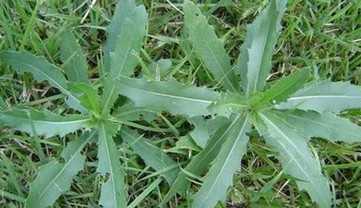 刺兒菜能吃嗎？刺兒菜可以吃嗎