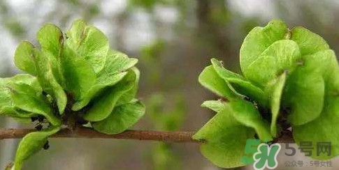 榆錢是榆樹的什么？榆錢是花還是果實(shí)