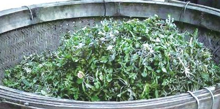 榆錢怎么存放？榆錢的保存方法