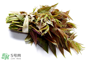 香椿可以助孕嗎？香椿有助孕的功效嗎？