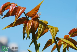 香椿可以助孕嗎？香椿有助孕的功效嗎？