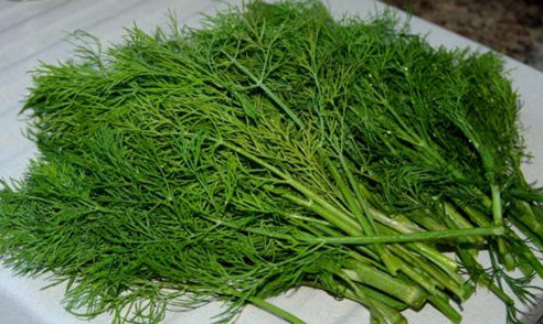 茴香苗怎么吃？茴香苗的吃法