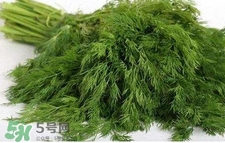 茴香苗有什么好處？茴香苗的功效與作用
