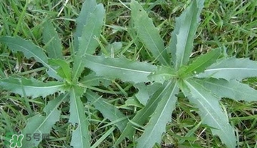 刺菜煮水喝有什么作用？刺菜泡水喝有什么好處