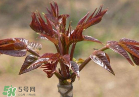 香椿子泡水喝怎么樣？香椿泡水喝的功效
