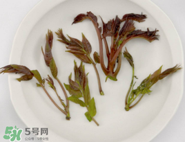 香椿能泡茶嗎？香椿茶的功效與作用