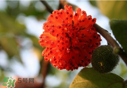 蒸構(gòu)樹花兒的功效 蒸構(gòu)樹花兒有什么功效？