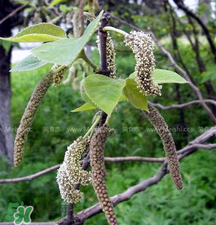 蒸構(gòu)樹花兒的功效 蒸構(gòu)樹花兒有什么功效？