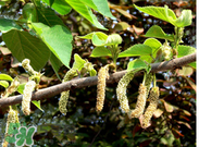蒸構(gòu)樹花兒孕婦可以吃嗎？孕婦可以吃蒸構(gòu)樹花兒嗎？