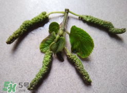 蒸構(gòu)樹花兒孕婦可以吃嗎？孕婦可以吃蒸構(gòu)樹花兒嗎？