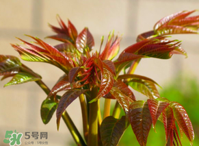 香椿會(huì)致癌嗎？香椿吃多了會(huì)致癌嗎？ 