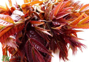 香椿會(huì)致癌嗎？香椿吃多了會(huì)致癌嗎？ 