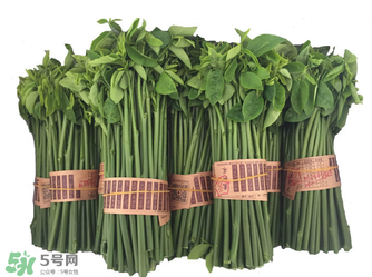 樹仔菜有毒嗎？樹仔菜有沒有毒？