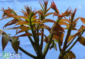 ?香椿癌癥病人能吃嗎？癌癥患者可以吃香椿嗎？