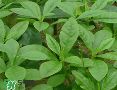 人參菜怎么吃？人參菜怎么吃好？